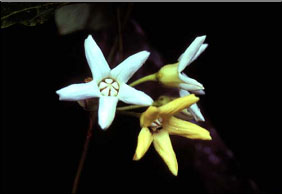 ข้าวสาร Raphistemma pulchellum (Roxb.) Wall.<br/>ASCLEPIADACEAE